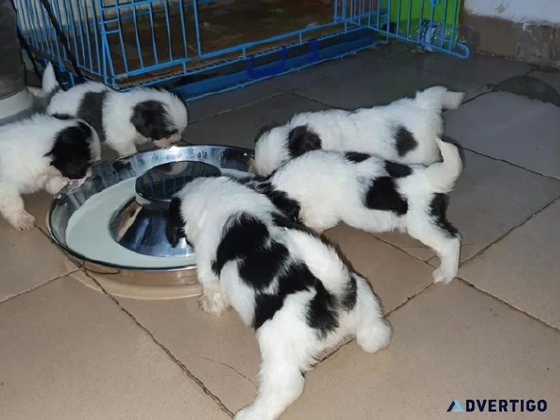 Buy Lhasa Apso Puppy male and female