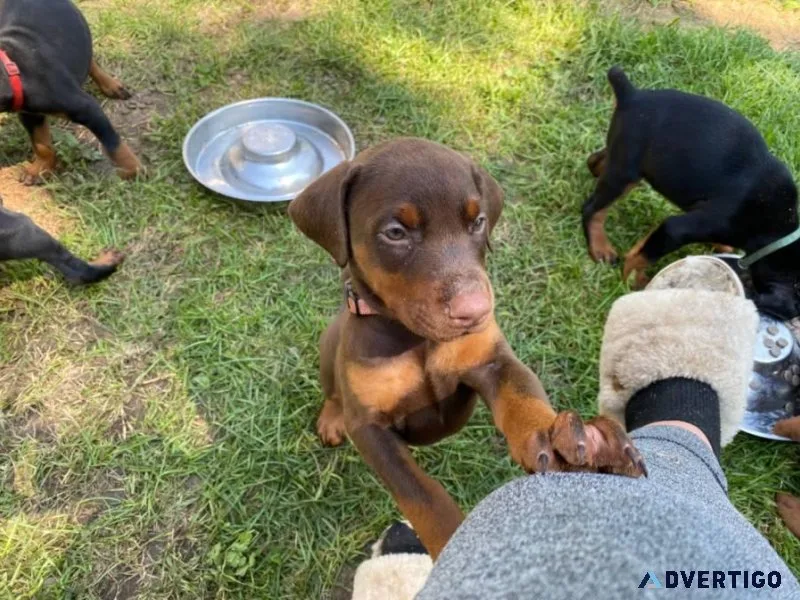Home raised Doberman Pinscher puppies