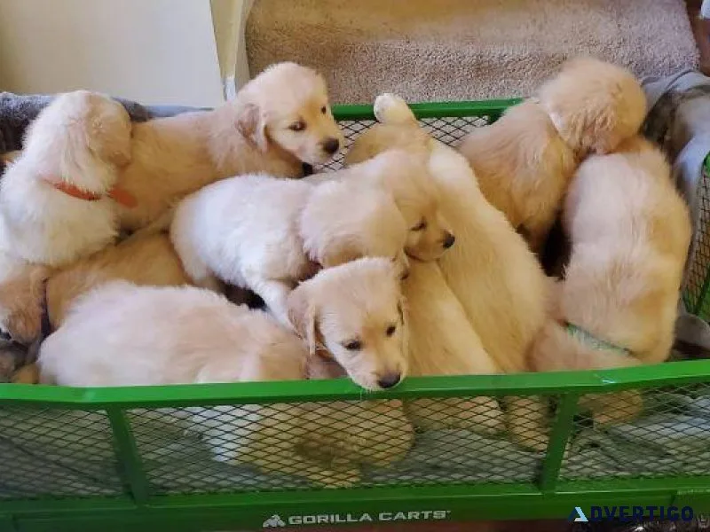 AKC Golden Retriever puppies girls and boys available