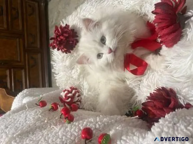 Persiann Cat s doll face