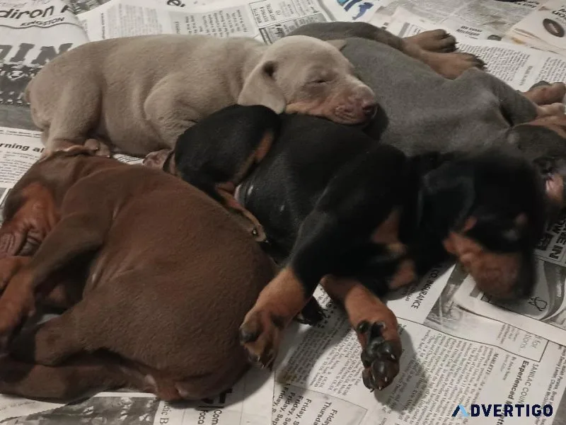 AKC Doberman Darlings