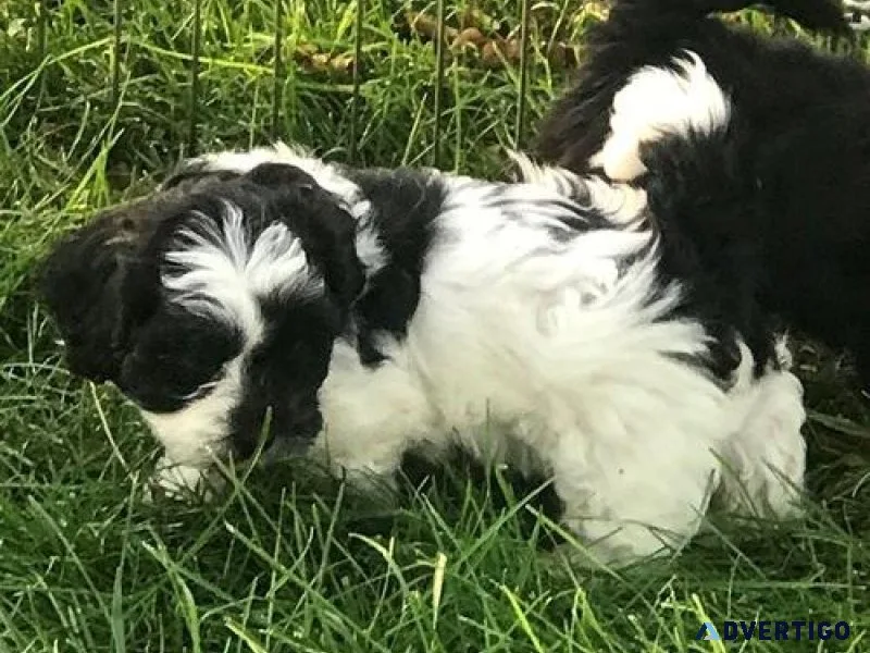Well Socialized Shihpoo puppies Available