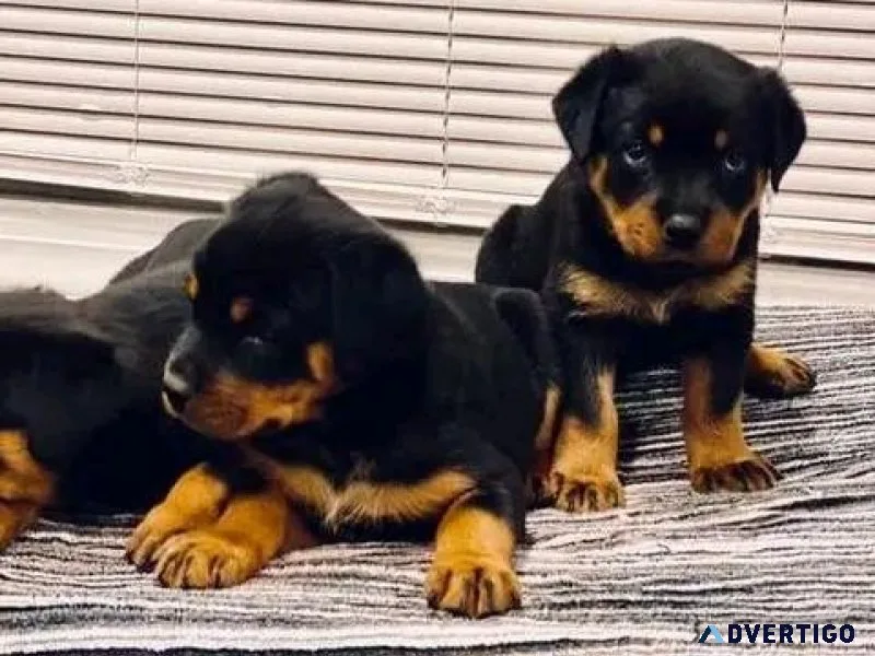 Rottweiler puppies are available for sale