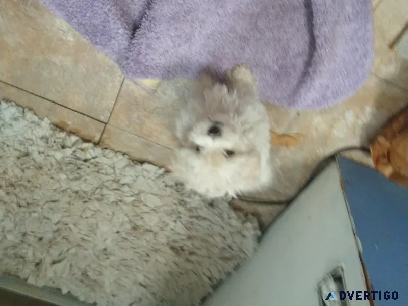 Puppy