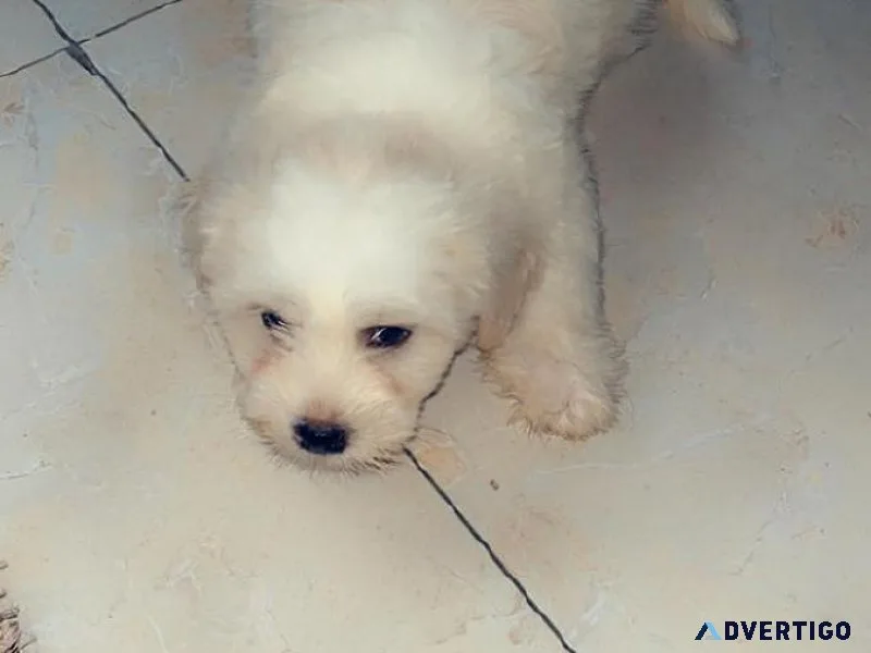 LHASA PUPPIES FOR SALE