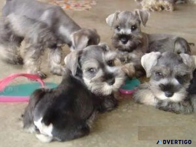 Home raised Miniature Schnauzer puppies
