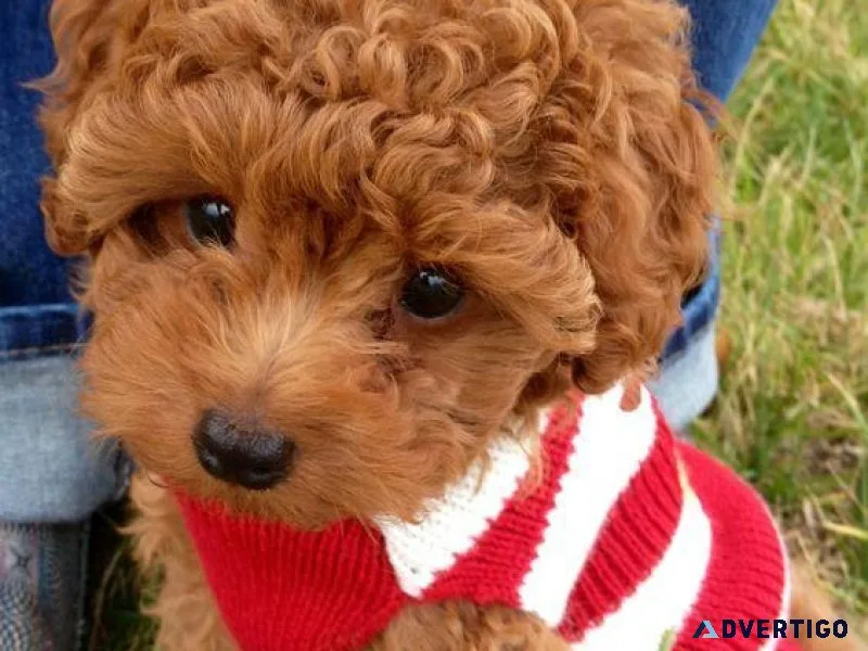Elegant Teacup Poodle Pups