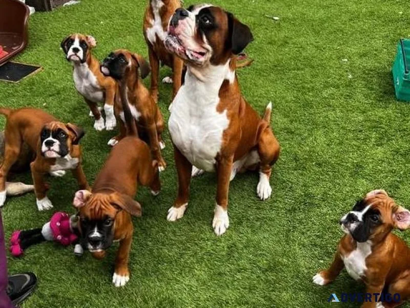 AKC Boxer puppies girls and boys