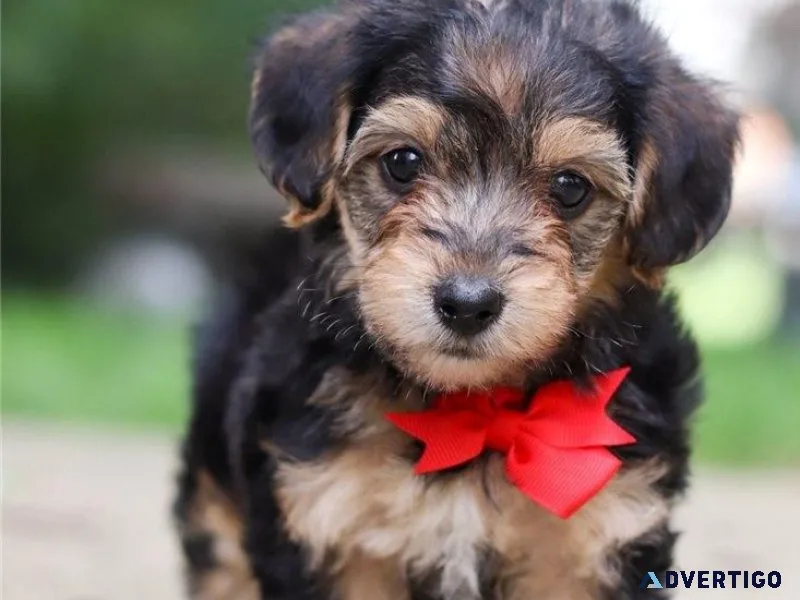 Gorgeous Yorkie Poo puppies for sale