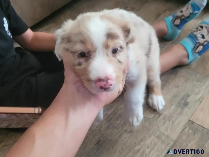 Australian shepherd