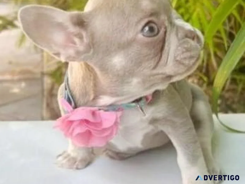 Beautiful Female French Bulldog
