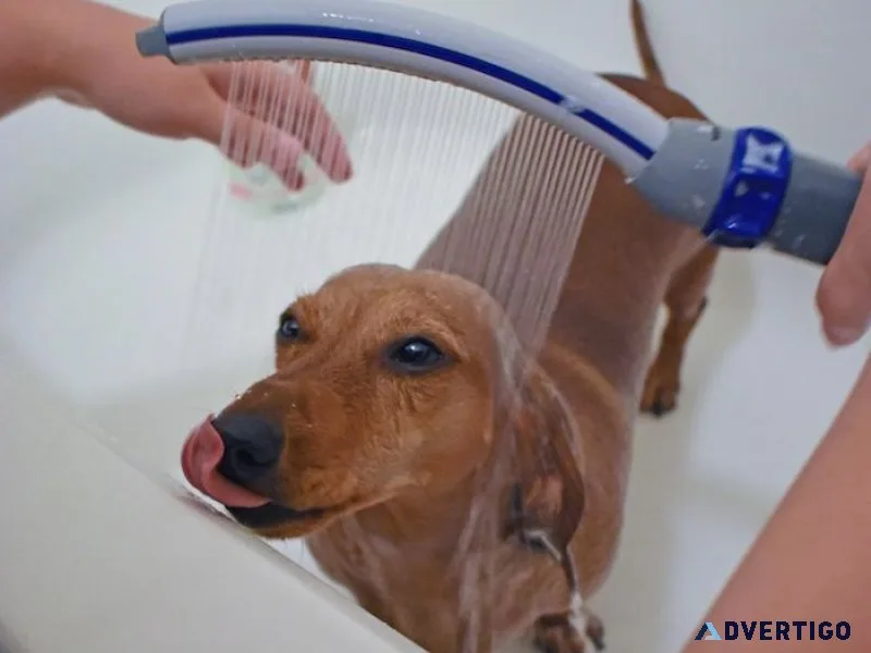 Accessing quality care: finding a dog veterinary near me