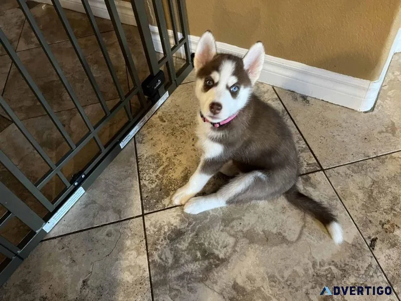 Siberian Husky puppies for sale