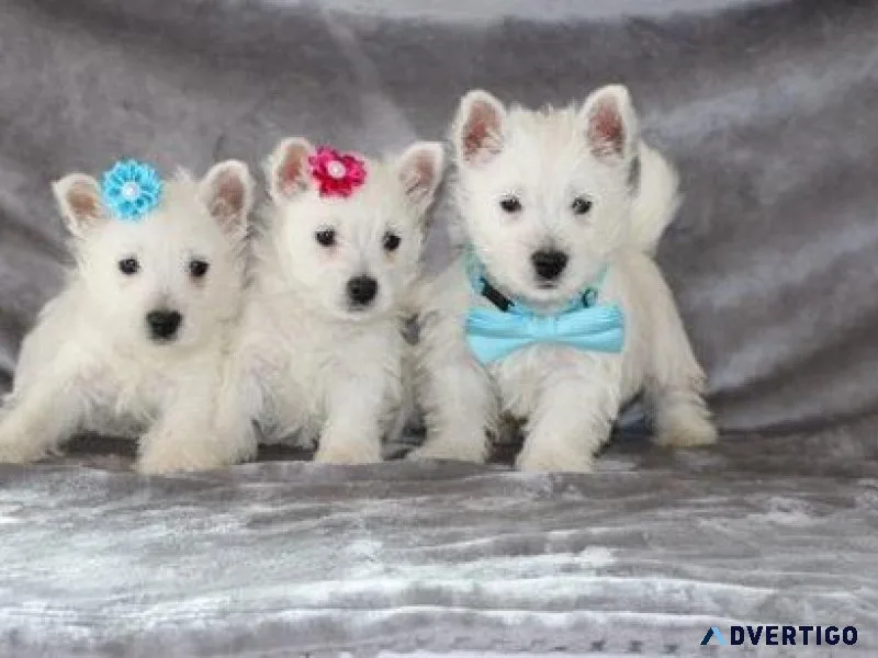 AKC West Highland White Terrier puppies for sale