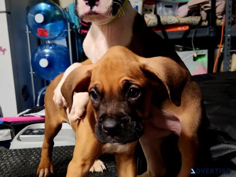 American boxer puppies