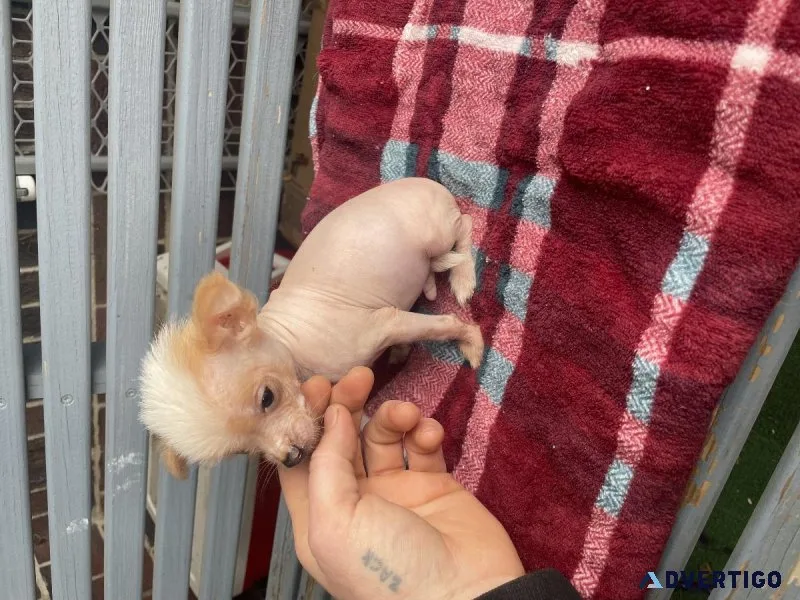 Hairless Chinese Crested