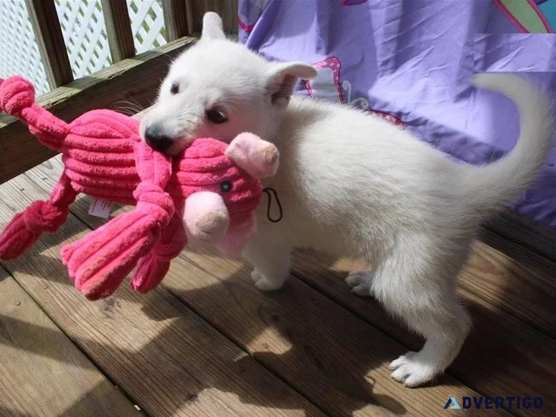 Home raised White German Shepherd puppies for sale