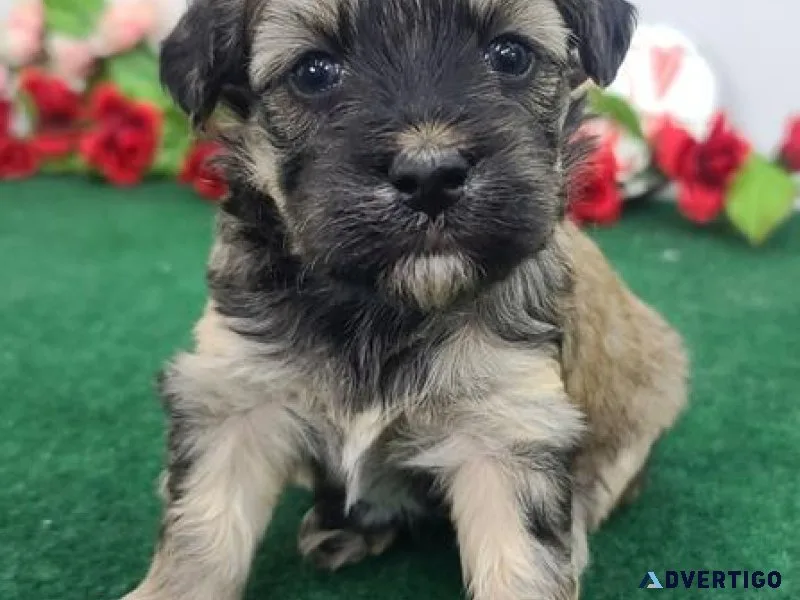 Maltipoo puppies