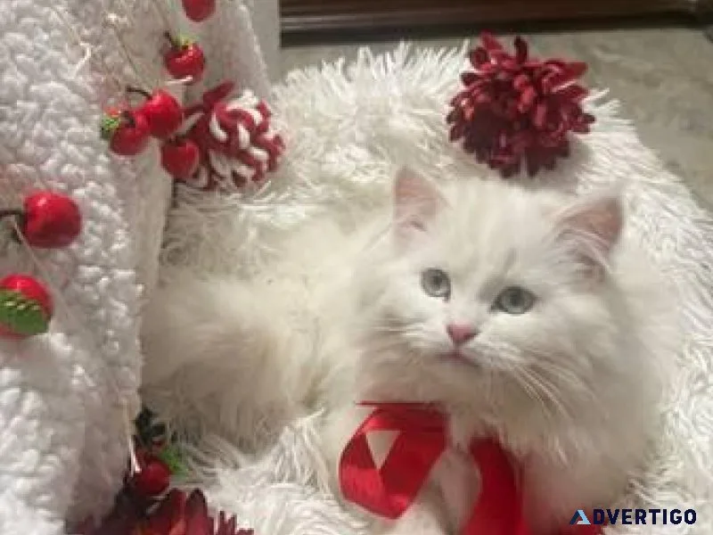 Persian Cat doll face