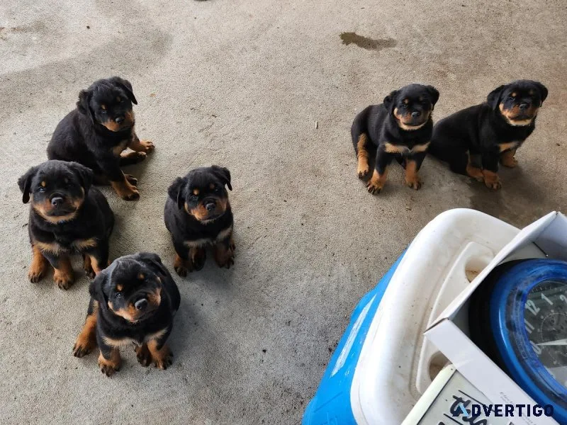 Rottweiler puppies AKC 6weeks