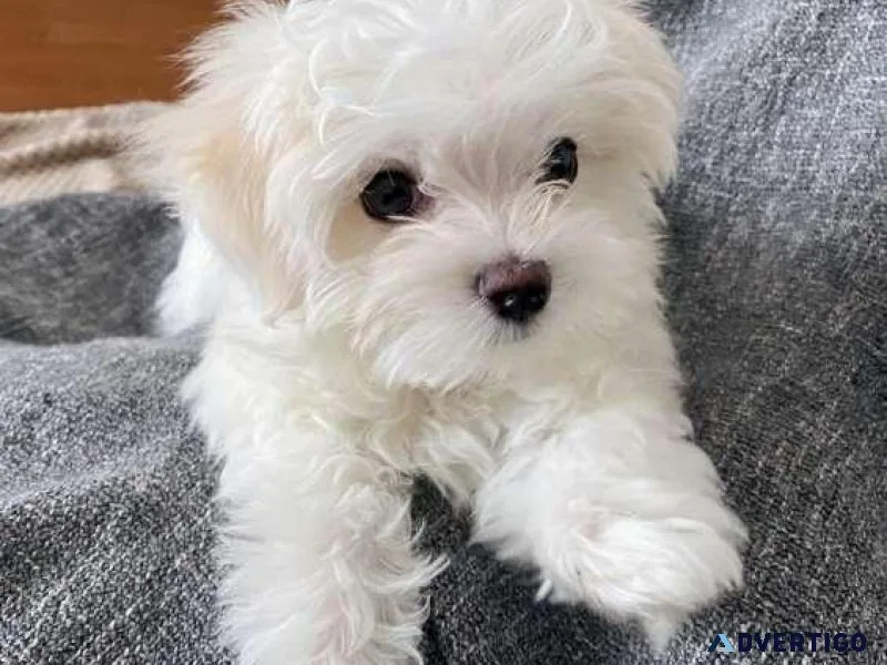 2 Maltese Puppies for sale