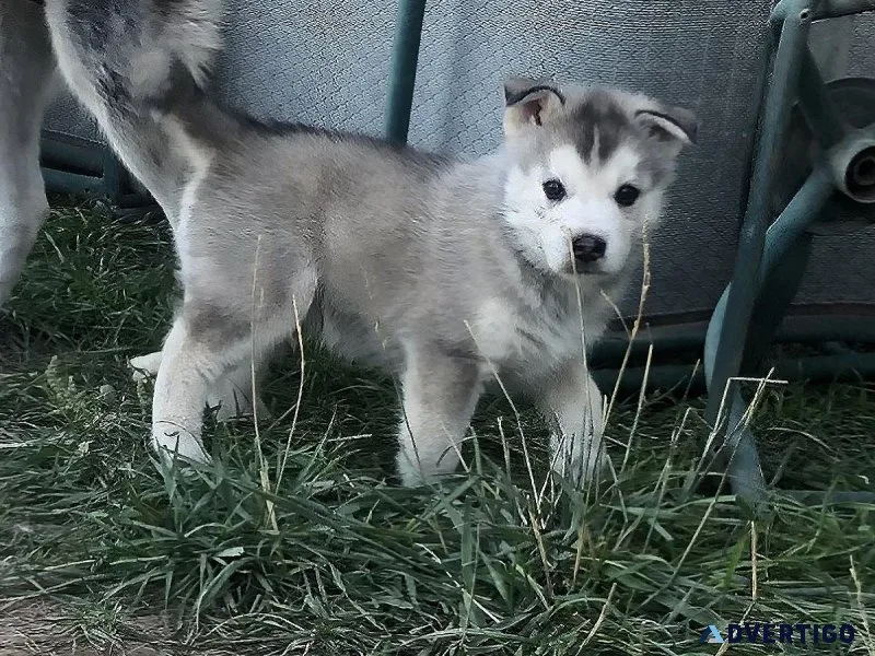 Husky puppy