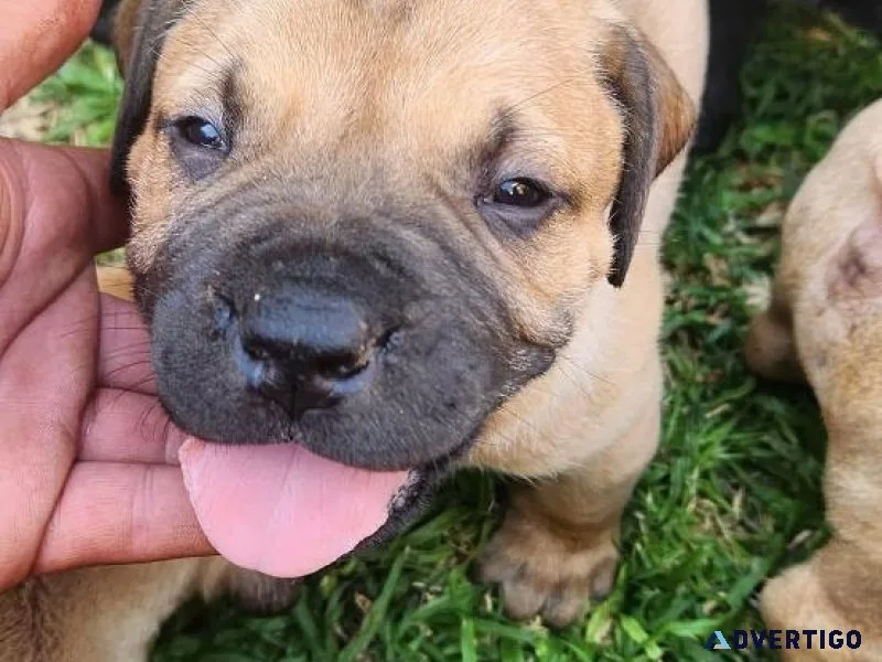 BOERBOEL PUPPY 2 MONTHS OLD