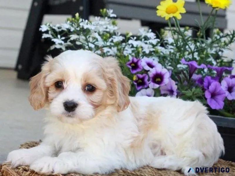 Cavachon Puppies