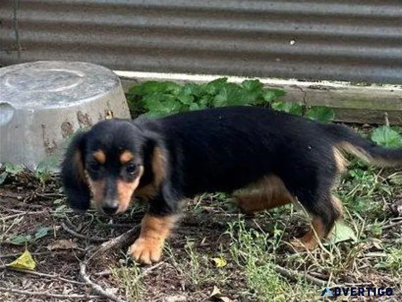 beautiful Dachshund puppies for sale