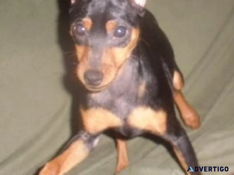 Home raised Miniature Pinscher Puppies Available.