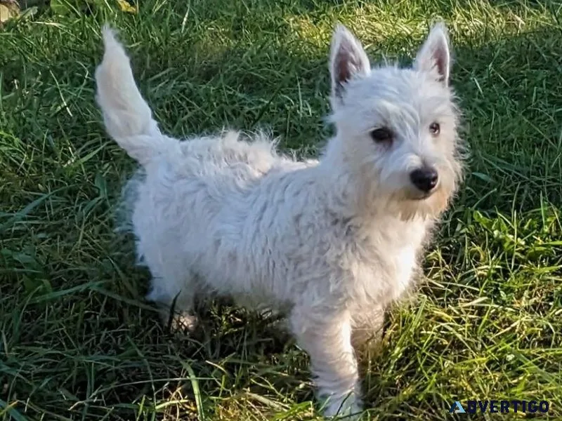 West Highland White Terrier