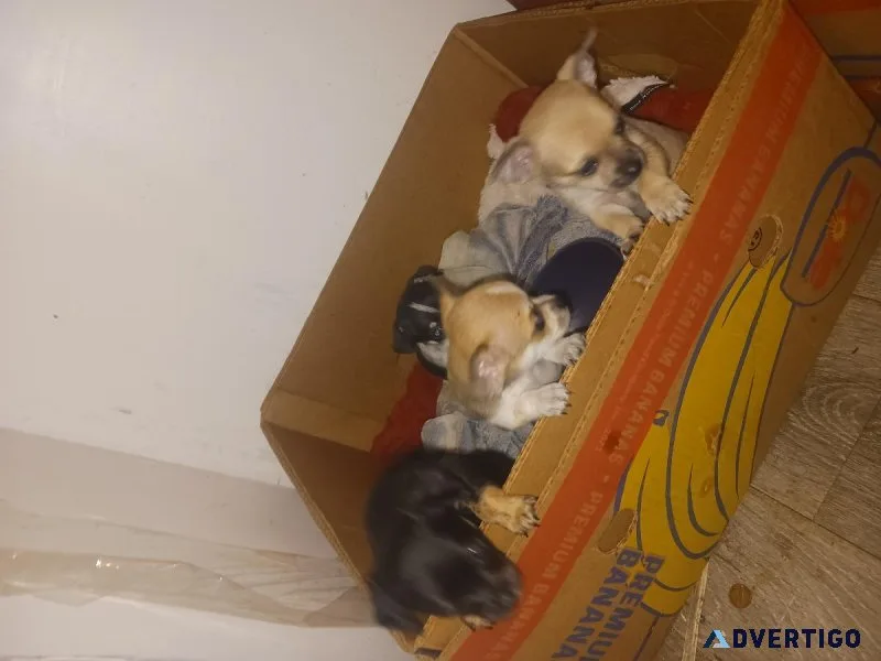 Chihuahua puppies