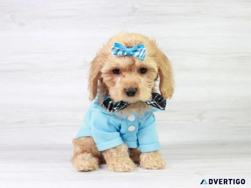 Rare Cockapoo Puppy