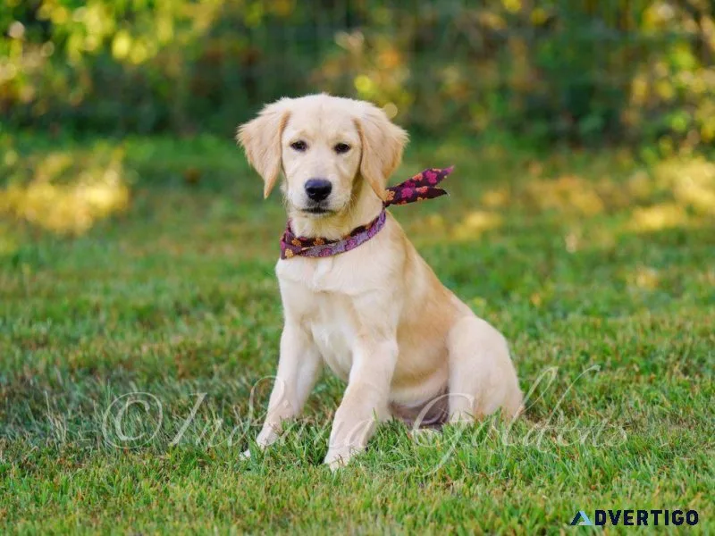 Adorable Goldendoodle Puppies for Sale in Indiana