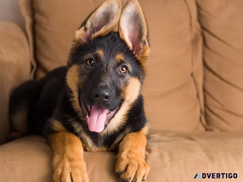 Pet ads