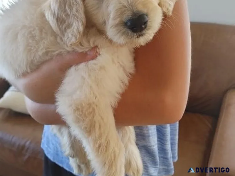 Healthy Goldendoodle puppies available.