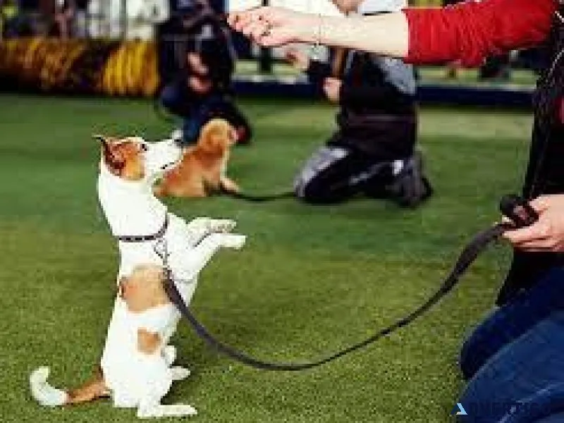 Dog Training in chennai