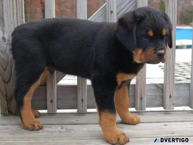 motionless every German rottweiler puppies for Sale
