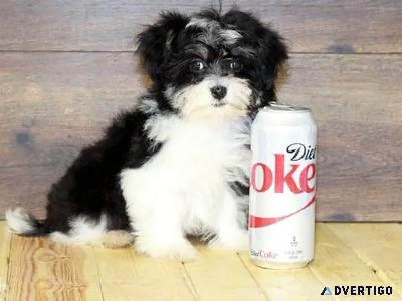 Adorable Havanese Puppies Available For Sale