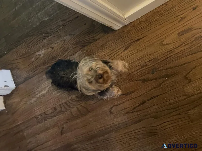 Yorkie for sale