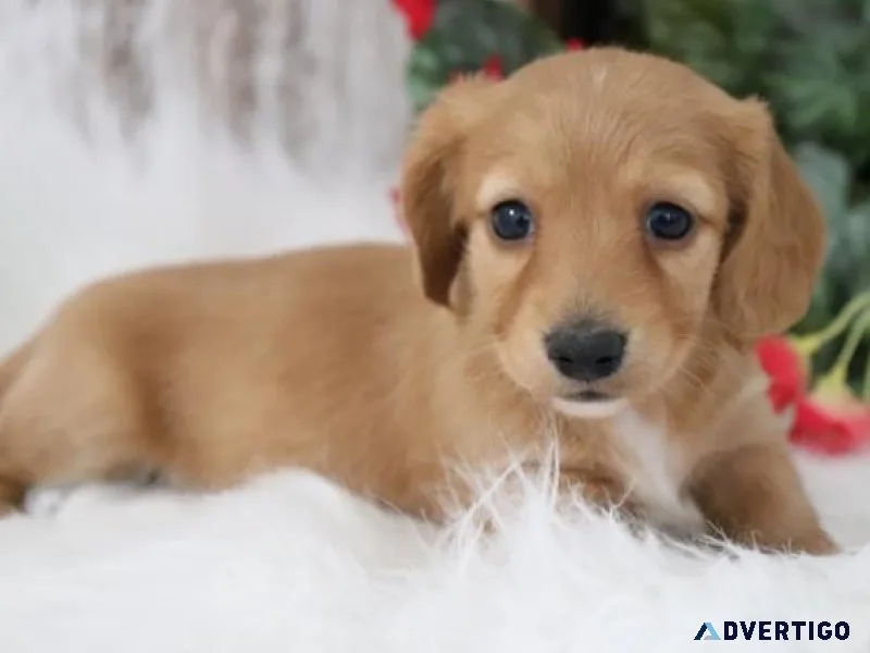 Dachshunds puppies