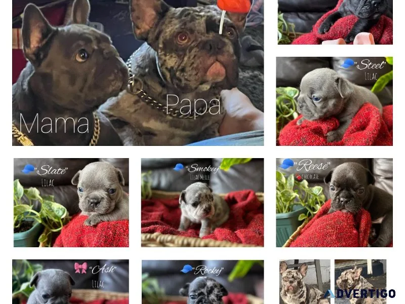 Exotic French bulldog puppies