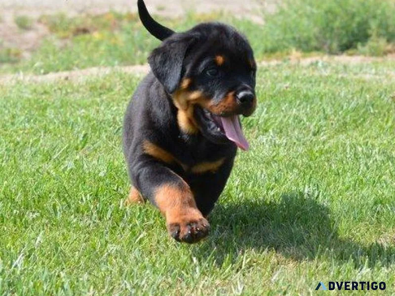 minor expert German rottweiler puppies for Sale