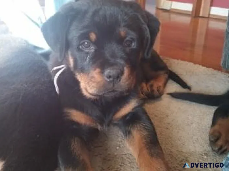 menacing expert German rottweiler puppies for Sale