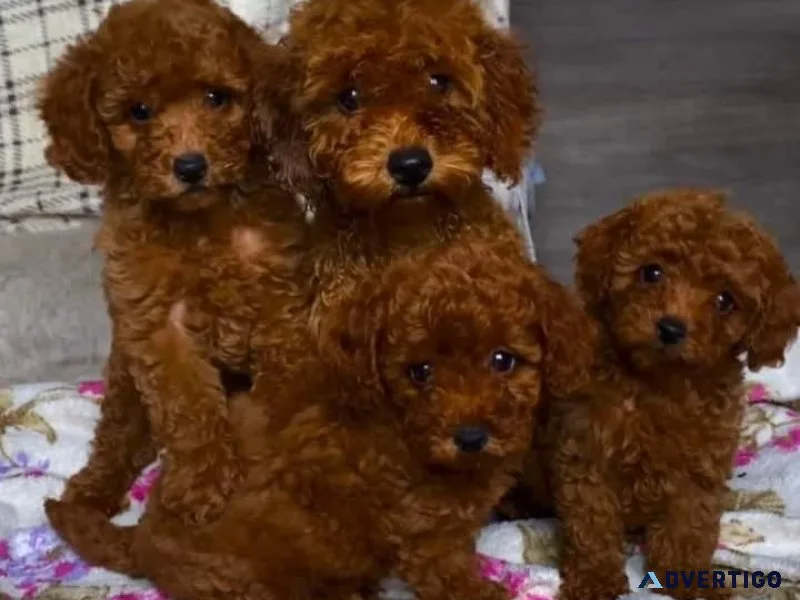 Toy poodle