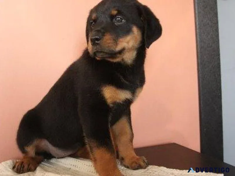 medium expert German rottweiler puppies for Sale