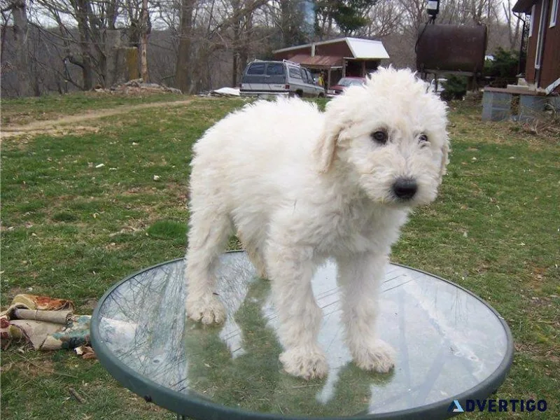 Well Socialized Komondor Puppies Available