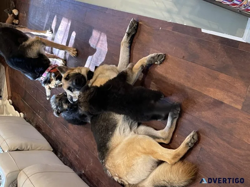 German Shepherd puppies