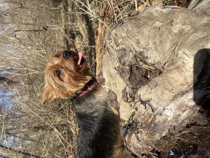 4yr old female yorkie
