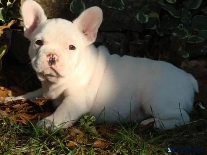 Home raised French Bulldog puppies available